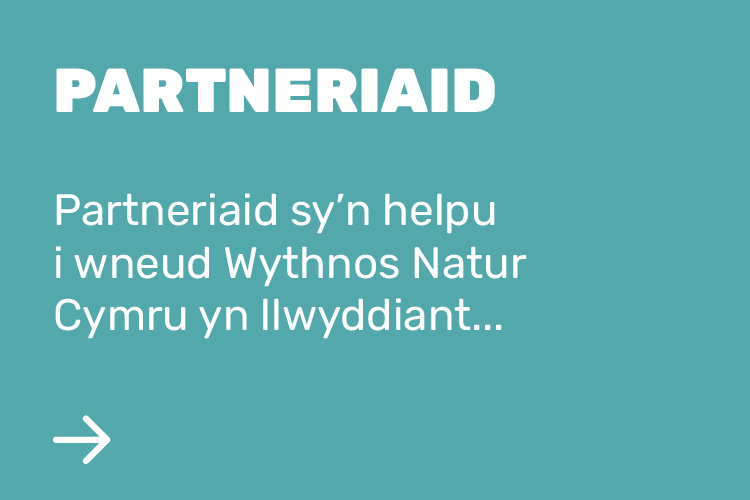 Partneriaid sy’n helpu i wneud Wythnos Natur Cymru yn llwyddiant